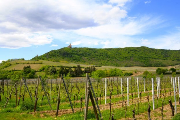 Le vin d’Alsace entre savoir-faire et climat favorable